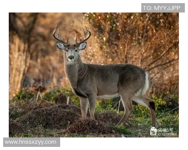 雄鹿栖息地与生态保护探索：深入分析雄鹿在自然环境中的生存挑战与未来展望